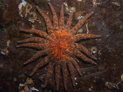 Pycnopodia helianthoides