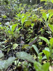 Xylaria hypoxylon