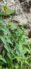 Epilobium denticulatum