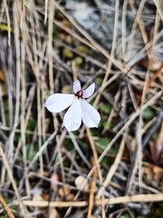 Lobelia linnaeoides