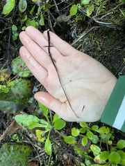 Xylaria hypoxylon