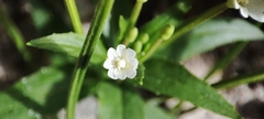 Epilobium denticulatum