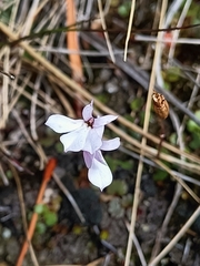 Lobelia linnaeoides