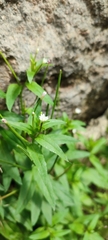 Epilobium denticulatum