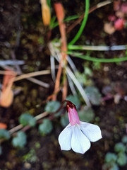 Lobelia linnaeoides