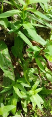 Epilobium denticulatum
