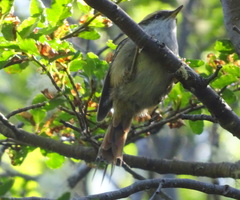 Aphrastura spinicauda