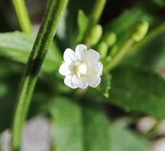 Epilobium denticulatum
