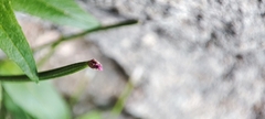 Epilobium denticulatum