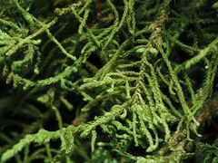 Claopodium crispifolium