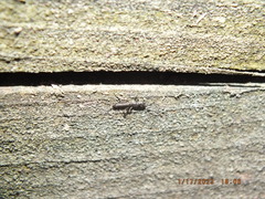 Allocapnia vivipara