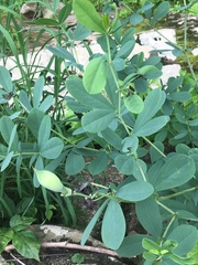 Baptisia australis