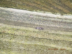 Allocapnia vivipara
