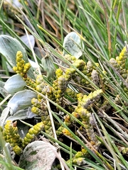 Veronica lycopodioides
