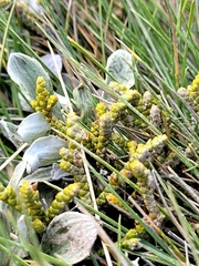 Veronica lycopodioides