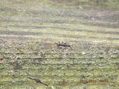 Allocapnia vivipara