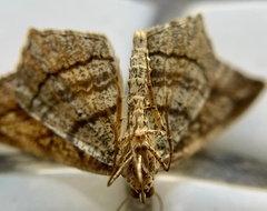 Psamatodes pallidata