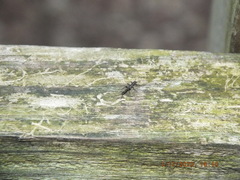 Allocapnia vivipara