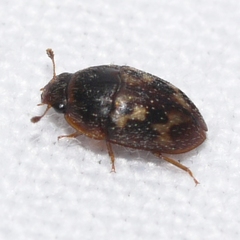 Cryptarcha concinna