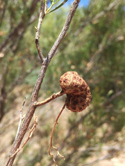 Asphondylia dodonaeae