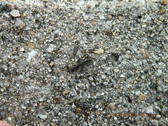 Allocapnia vivipara