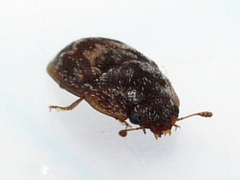 Cryptarcha concinna