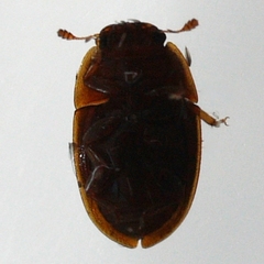Cryptarcha concinna