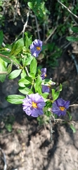 Lycianthes