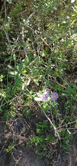 Lycianthes