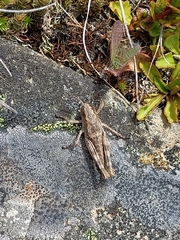 Sigaus australis