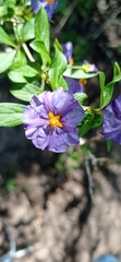 Lycianthes