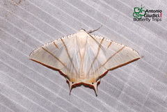 Ourapteryx picticaudata