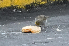 Ammodramus aurifrons