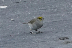 Ammodramus aurifrons