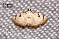 Pycnarmon marginalis