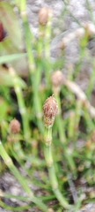 Equisetum bogotense
