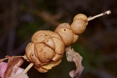 Disholcaspis spongiosa