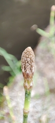 Equisetum bogotense
