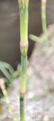 Equisetum bogotense