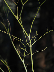 Acer circinatum