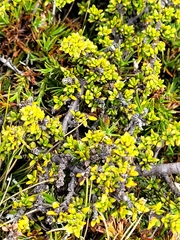 Coprosma fowerakeri