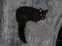 Trichosurus vulpecula fuliginosus