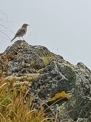 Anthus novaeseelandiae