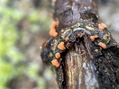 Nectria