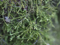 Claopodium crispifolium