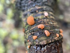 Nectria