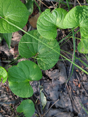 Viola palustris