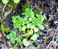 Sedum oreganum