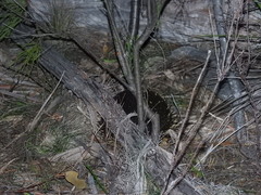 Tachyglossus aculeatus setosus