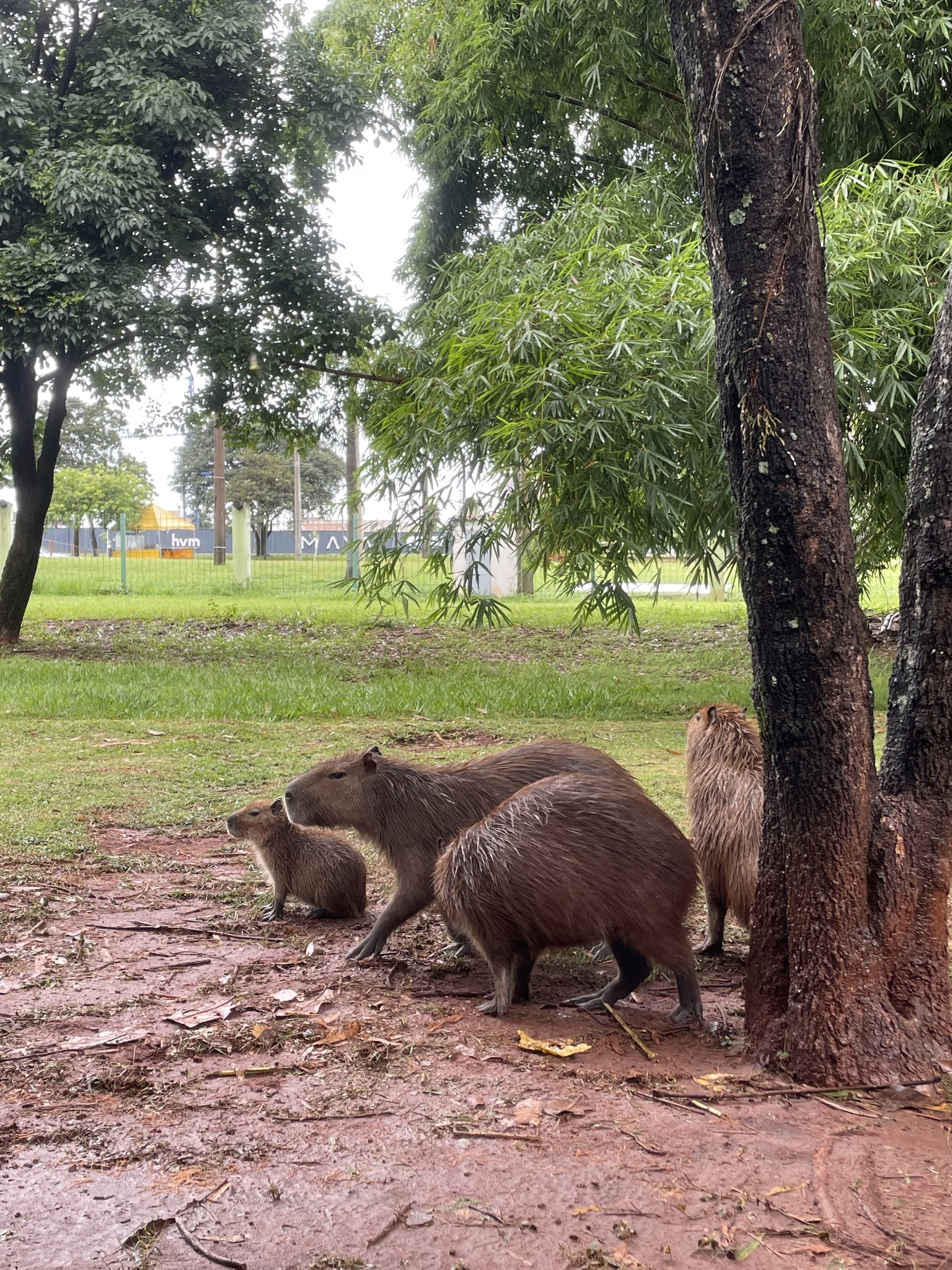 Hydrochoerus hydrochaeris (Linnaeus, 1766)